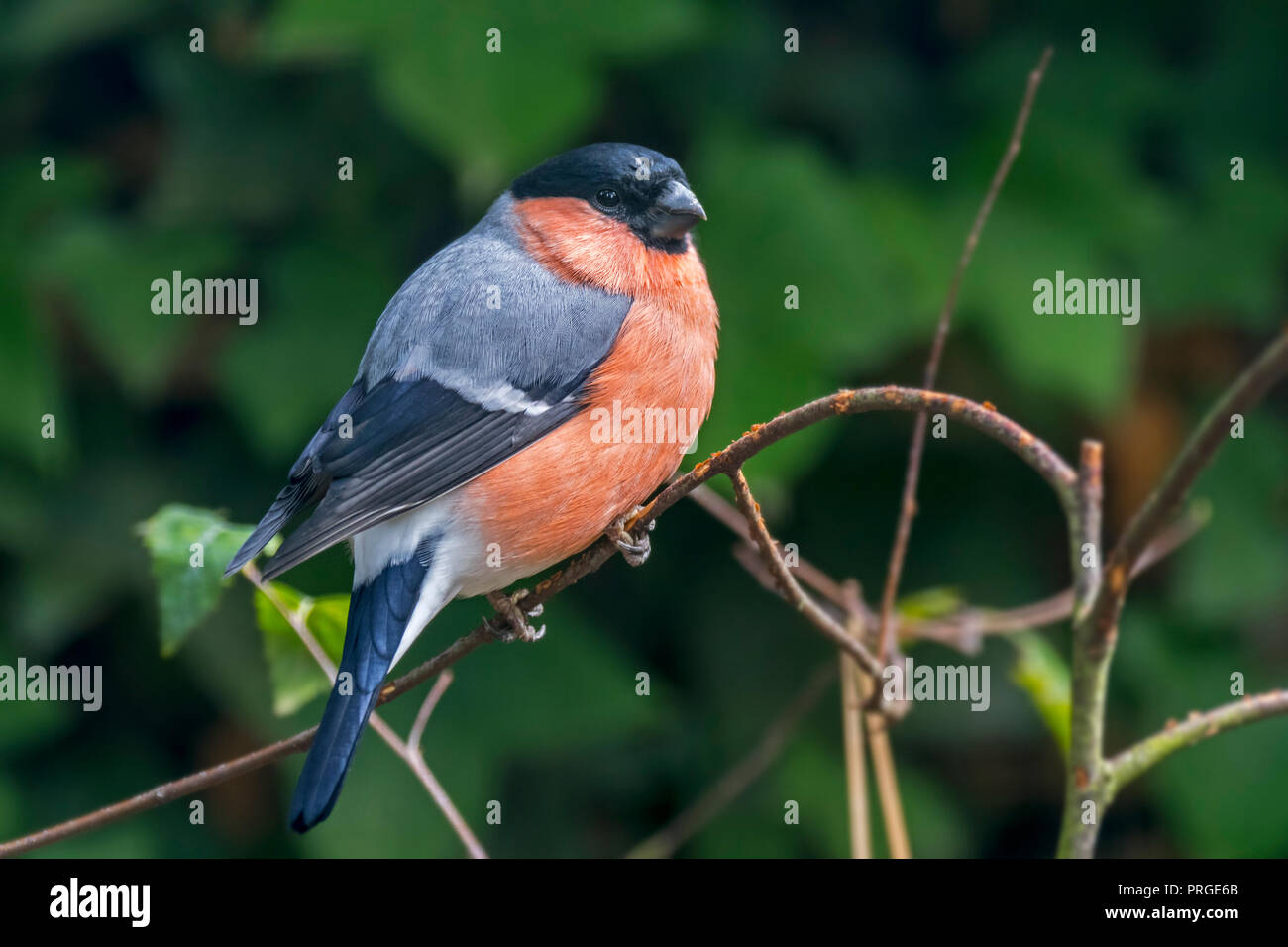Canard colvert / Pyrrhula pyrrhula Bouvreuil (commune) mâle perché dans l'arbre Banque D'Images