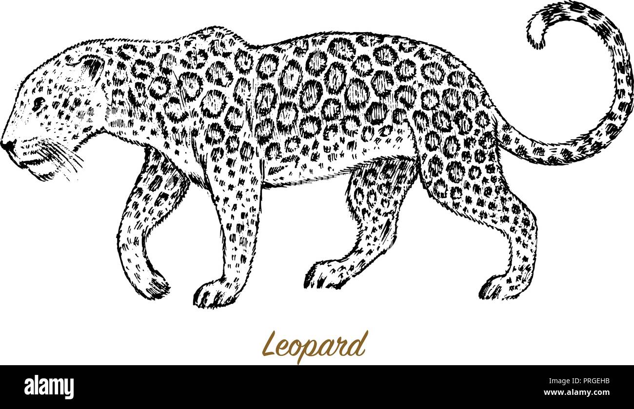 Léopard sauvage d'Afrique. Asie profil cat. Jaguar d'animaux dans la  jungle. Art de tatouage. Gravé à la main line art Vintage ancien dessin  monochrome, l'encre. Vector illustration de l'étiquette. safari symbole  Image