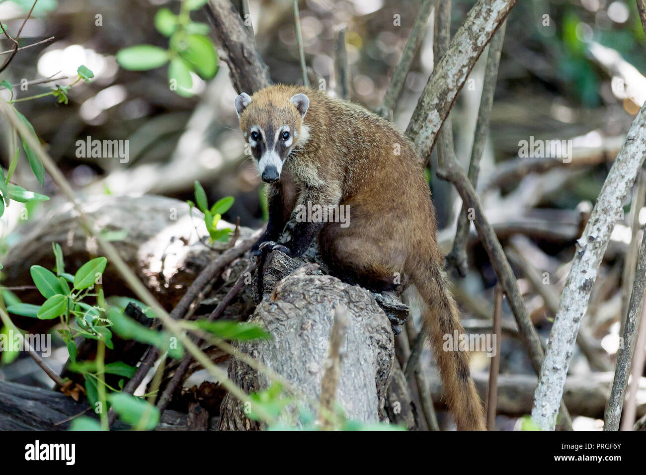 Timide et affectueux Coati ou coatimundi assis sur une branche ou un tronc d'arbre dans la jungle dans les Caraïbes mexicaines sur la Riviera Maya Banque D'Images