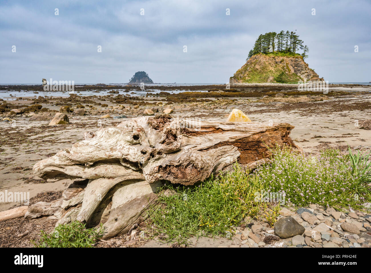 Driftwood Beach sur l'Île, Tskawahyah, la flatterie des Rocks, vue depuis le cap Alava, côte du Pacifique, l'Olympic National Park, Washington State, USA Banque D'Images