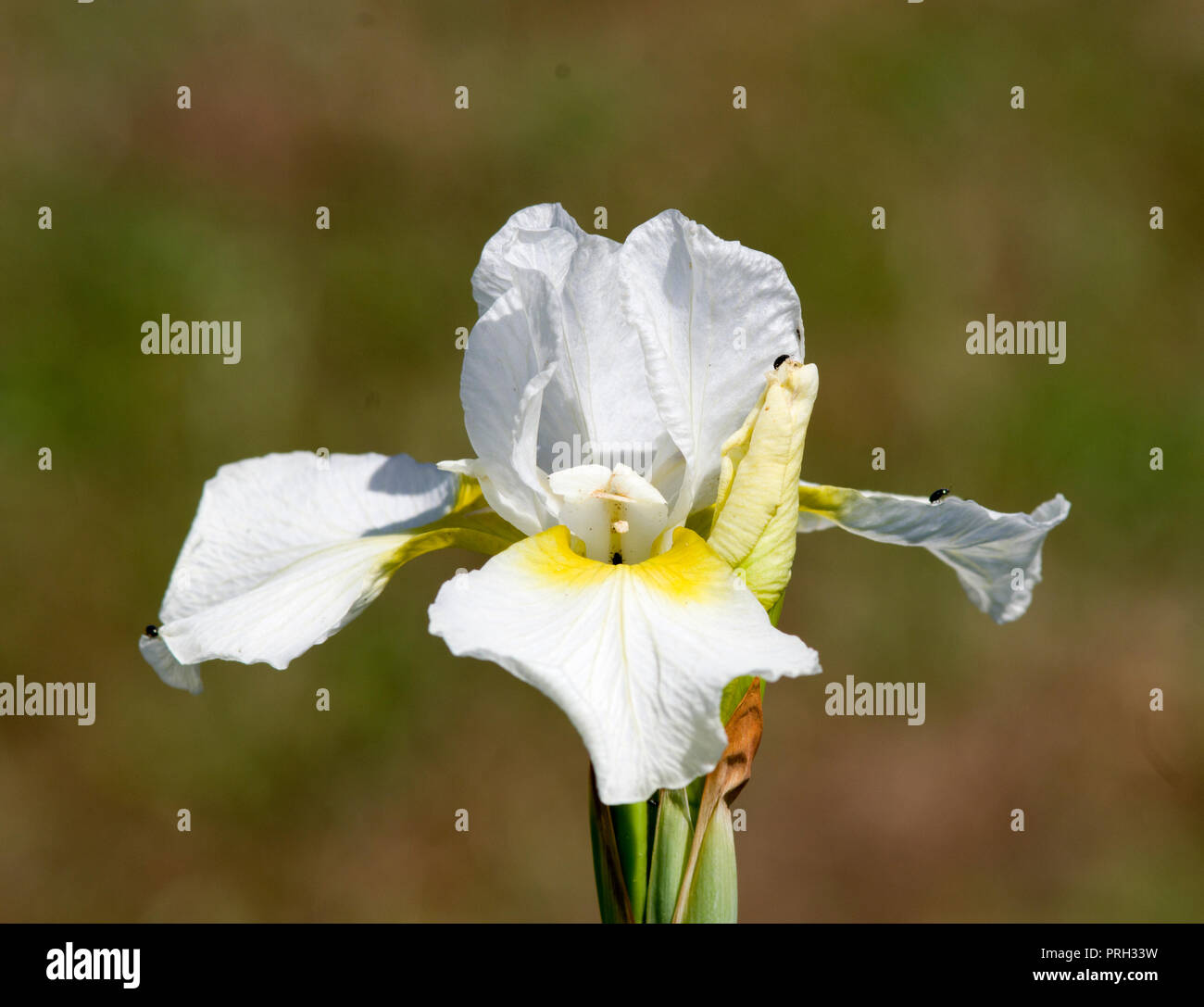 Iris sibirica 'Dalesage Yellow' Banque D'Images