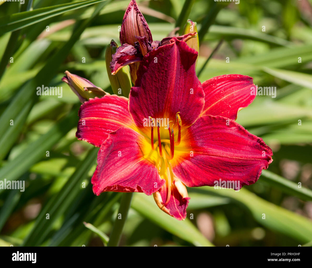 Hemerocallis soleil du matin Banque D'Images