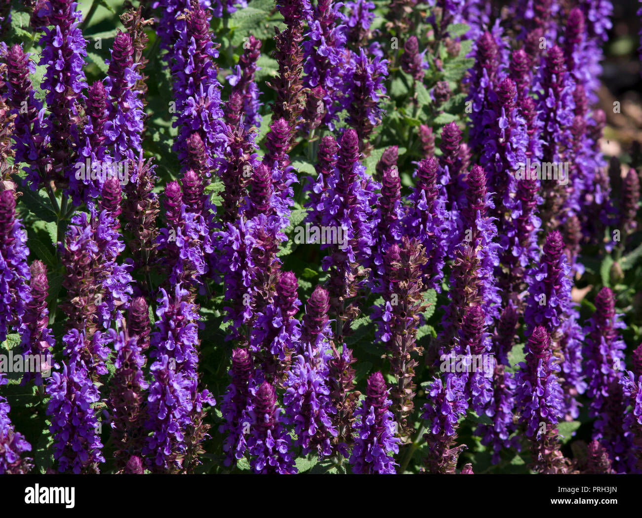 Salvia nemorosa Sensation Deep Blue Banque D'Images