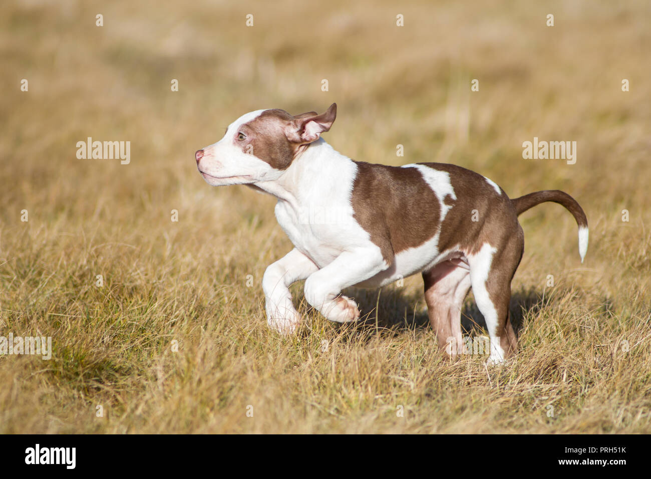 Blanc/Rouge American Pit Bull Terrier puppy exécuté sur un pré sur une journée d'hiver ensoleillée Banque D'Images
