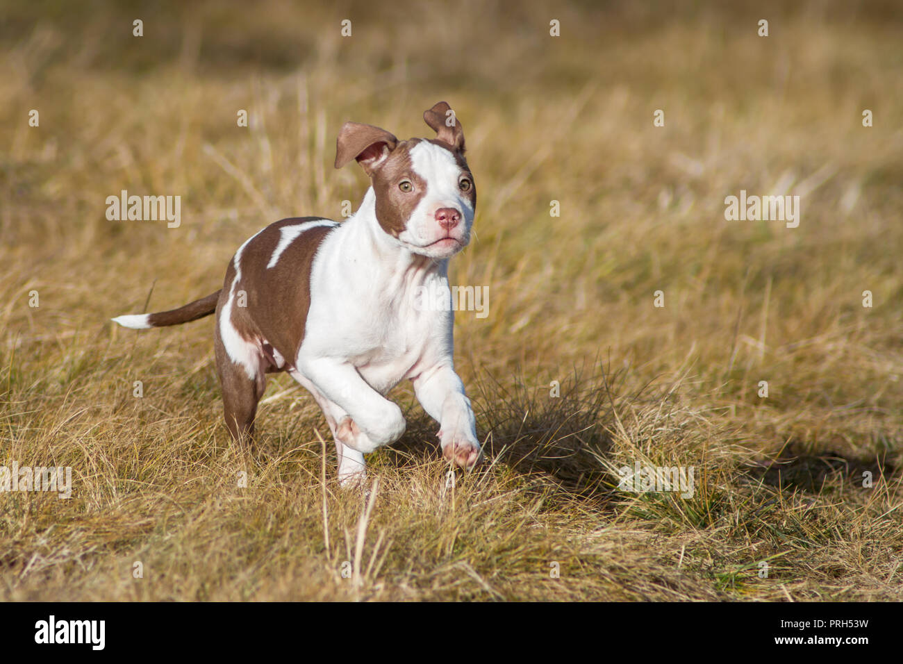 Blanc/Rouge American Pit Bull Terrier puppy exécuté sur un pré sur une journée d'hiver ensoleillée Banque D'Images