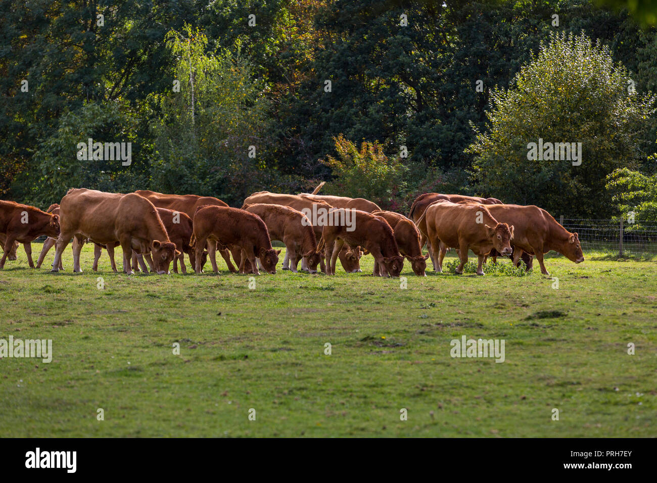Un troupeau de bovins Limousin, Suffolk, UK. Banque D'Images