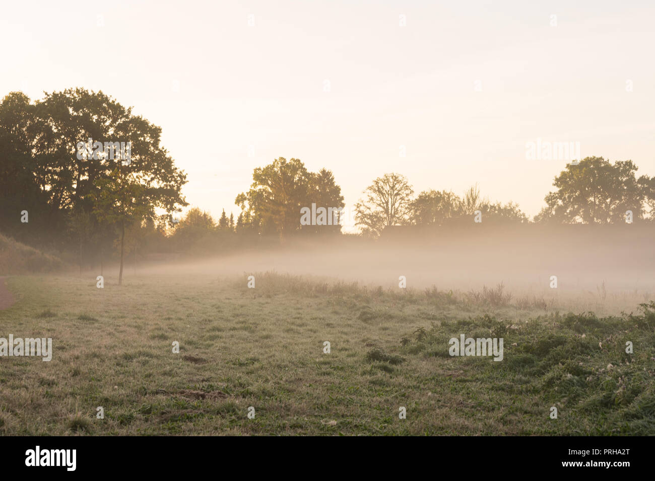 Au cours d'une brume matin pré. Emplacement : Allemagne, Rhénanie du Nord - Westphalie, Borken Banque D'Images Au cours d'une brume matin pré. Emplacement : Allemagne, Rhénanie du Nord - Westphalie, Borken Banque D'Images