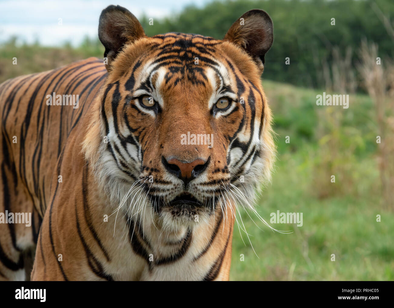 UK, Hamerton Zoo - 17 Aug 2018 : tigre de Malaisie en captivité Banque D'Images