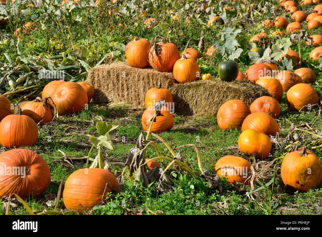 Citrouilles dans le domaine. Banque D'Images