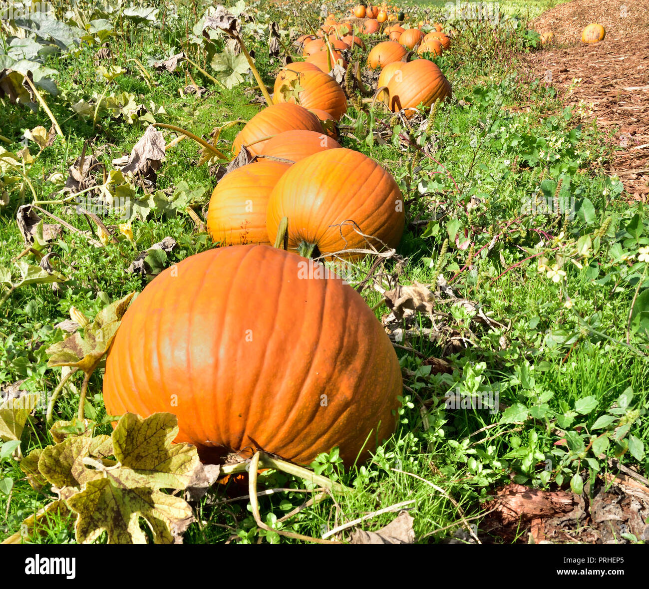 Citrouilles dans le domaine. Banque D'Images