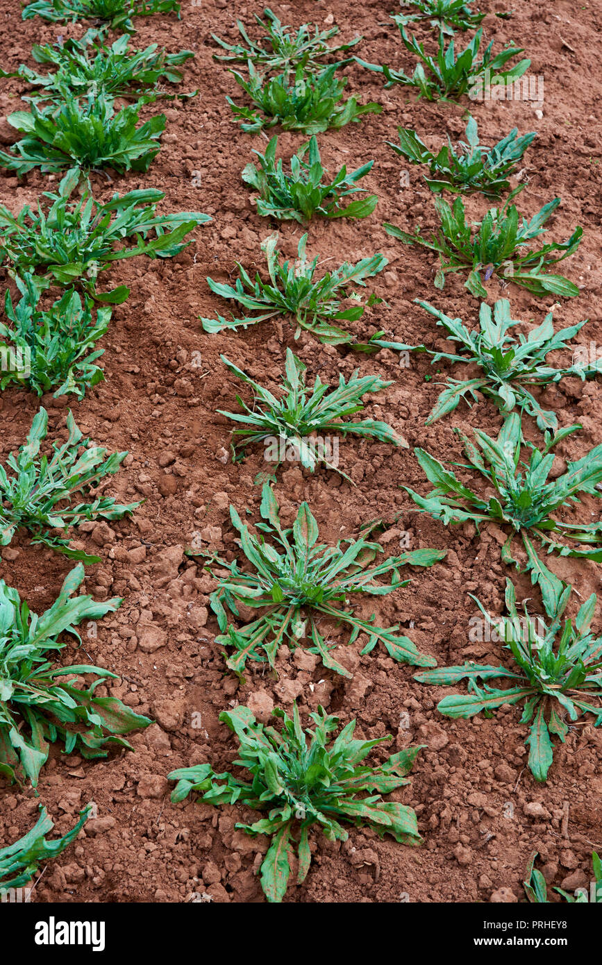 Centaurea cyanus plantes poussant dans le jardin de fleurs, de l'Australie Banque D'Images