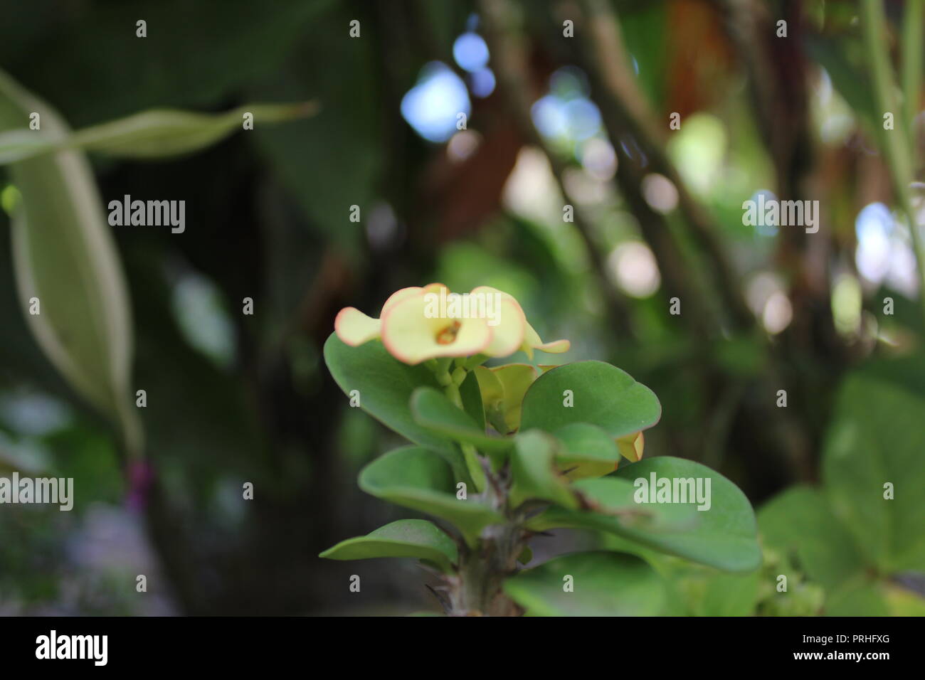 Flore d'été et de cocotiers géants Banque D'Images