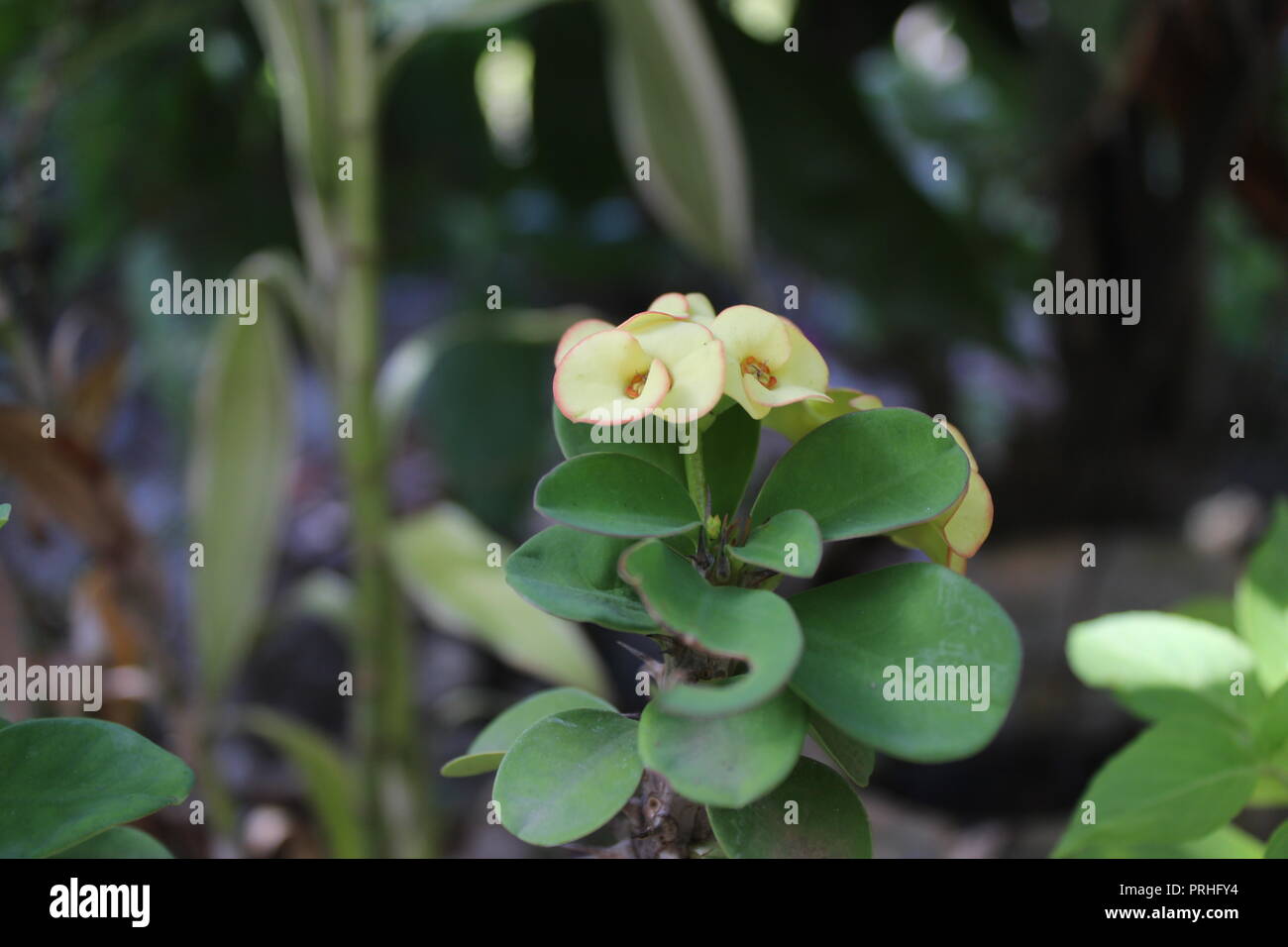 Flore d'été et de cocotiers géants Banque D'Images