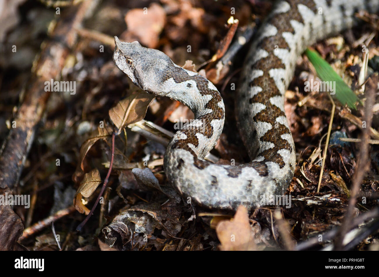 Vipera ammodytes vipère à cornes ou le nez, le plus dangereux serpent venimeux d'Europe dans l'habitat naturel Banque D'Images