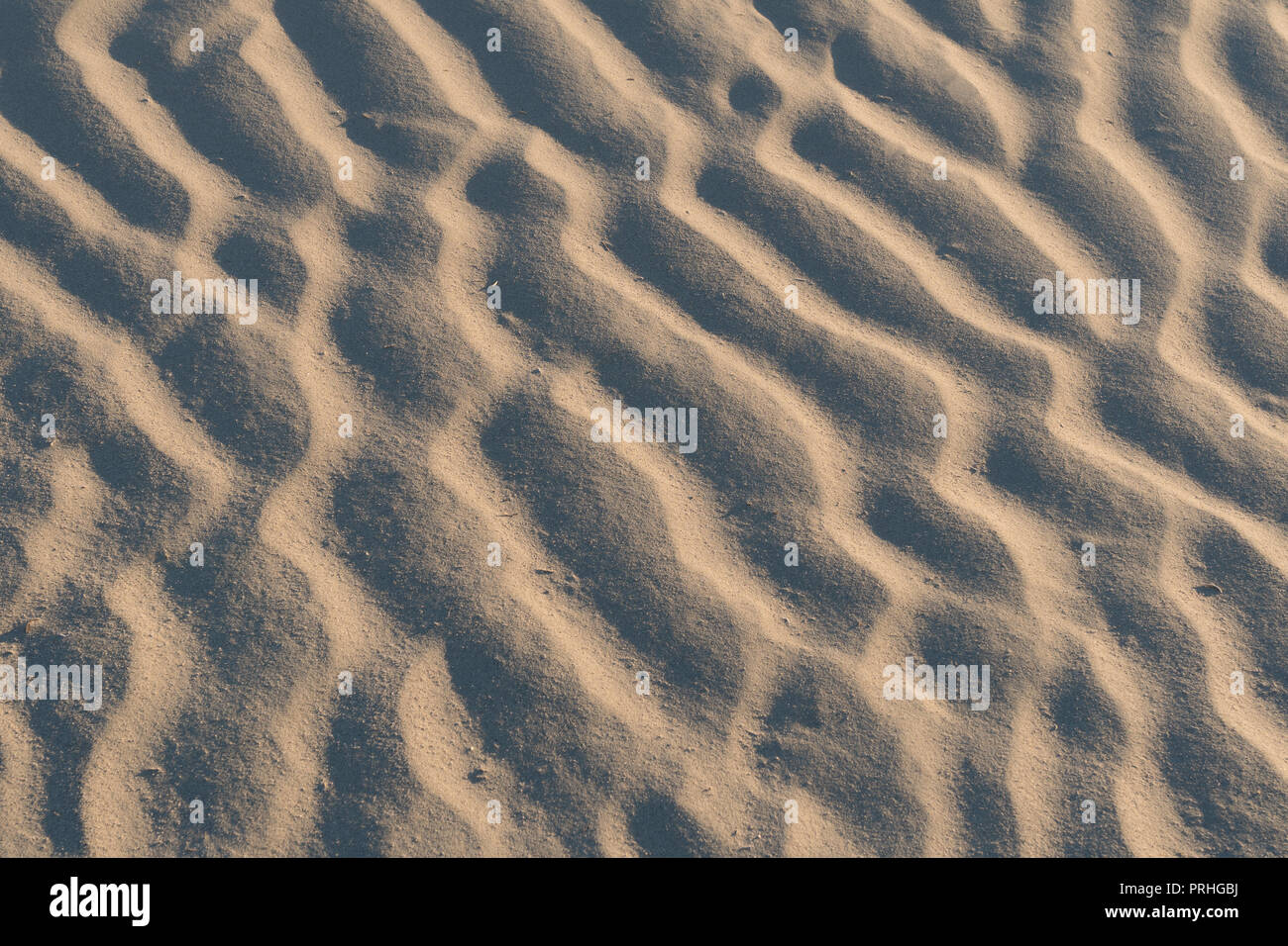Modèle d'ondulation du vent formé dans le sable au Devil's Cornfield, Mesquite Sand Dunes, Stovepipe Wells, Death Valley National Park, Californie Banque D'Images
