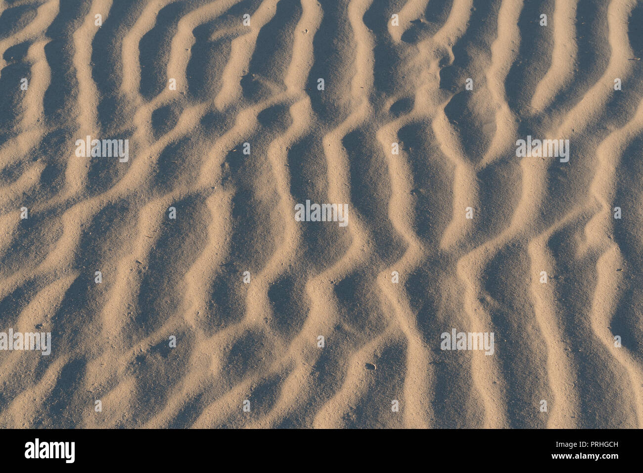 Modèle d'ondulation du vent formé dans le sable au Devil's Cornfield, Mesquite Sand Dunes, Stovepipe Wells, Death Valley National Park, Californie Banque D'Images