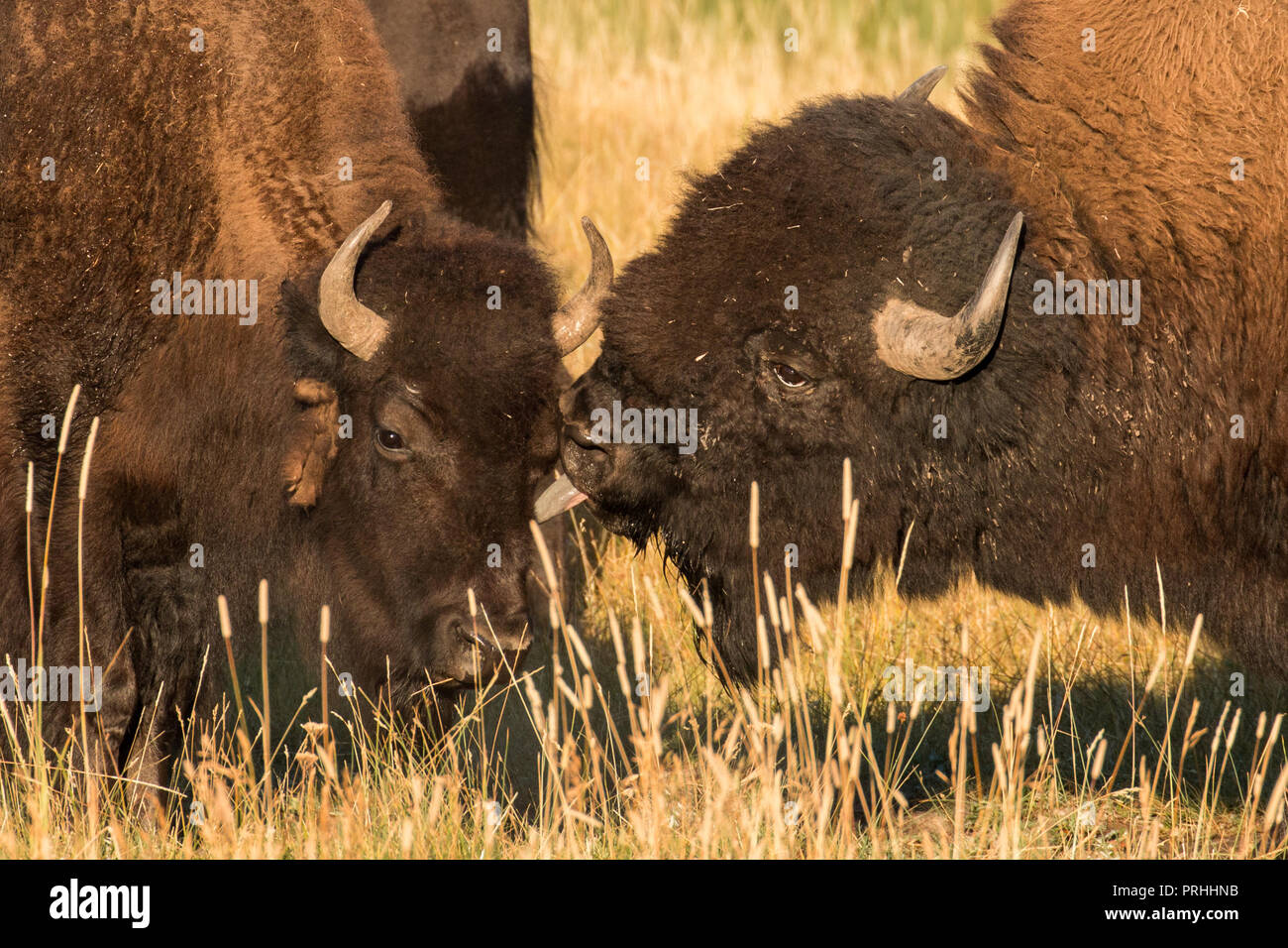 Bison Bull une vache donnant un baiser à la saison de reproduction dans le Parc National de Yellowstone Banque D'Images