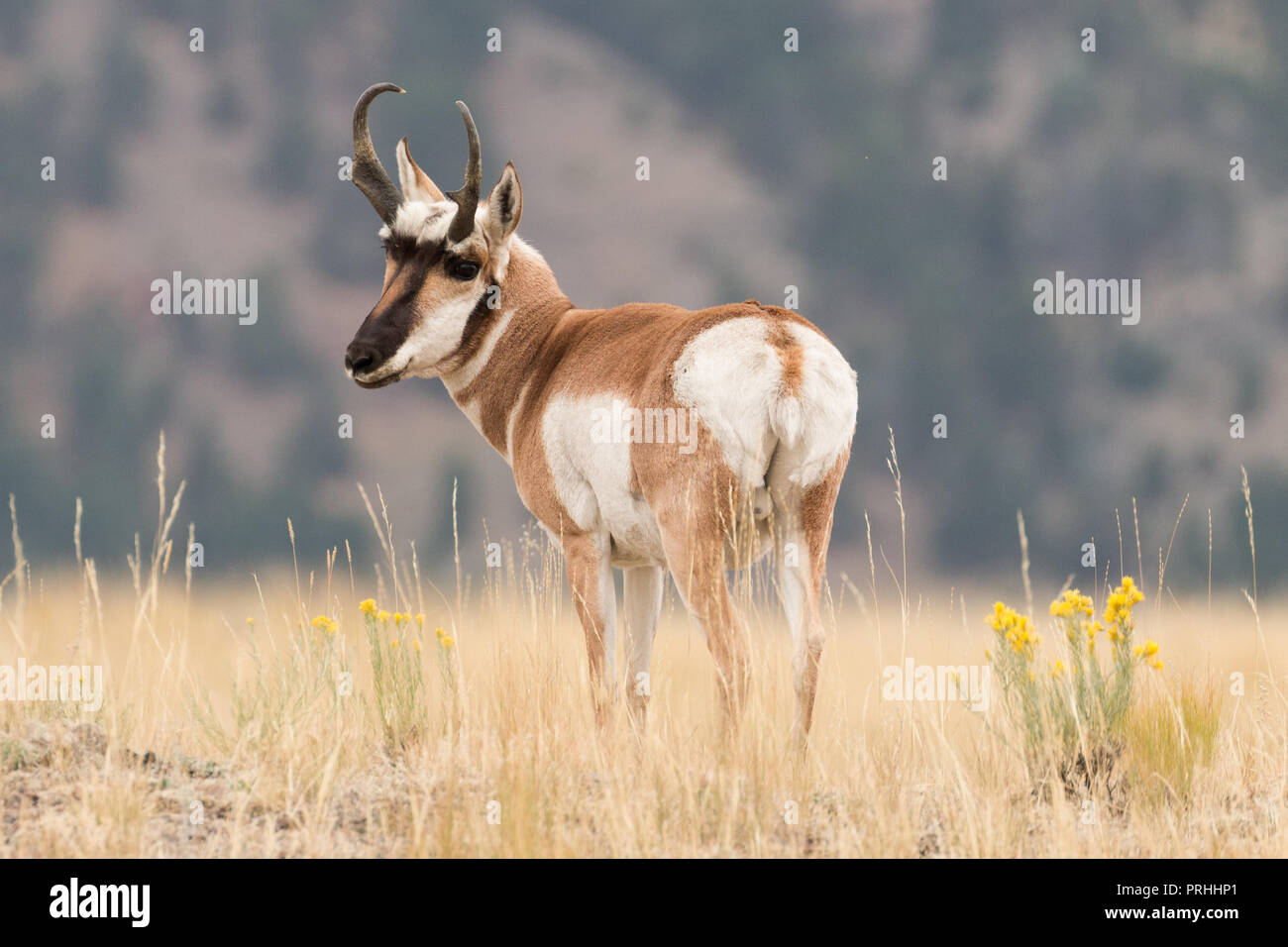 Antilope d'argent dans le Parc National de Yellowstone au cours de la saison de la reproduction. Banque D'Images