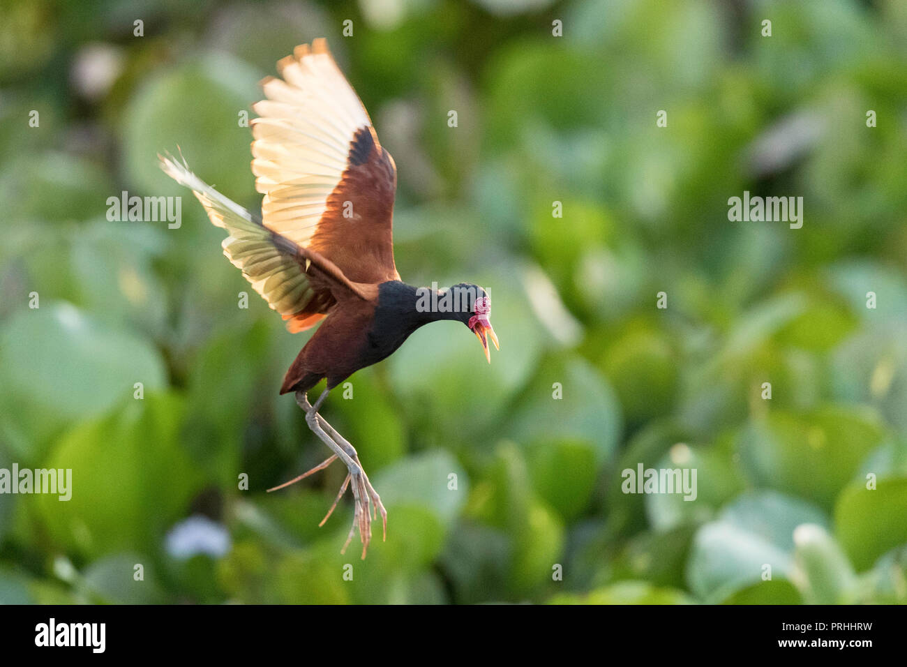 Jacana jacana caronculée adultes, jacana, en vol, la Fazenda Pouso Alegre, Mato Grosso, Brésil. Banque D'Images
