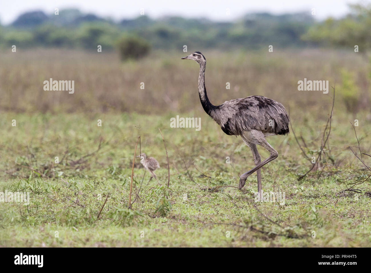 Un adulte nandou, Rhea americana, Pousado Rio Claro, Mato Grosso, Brésil. Banque D'Images