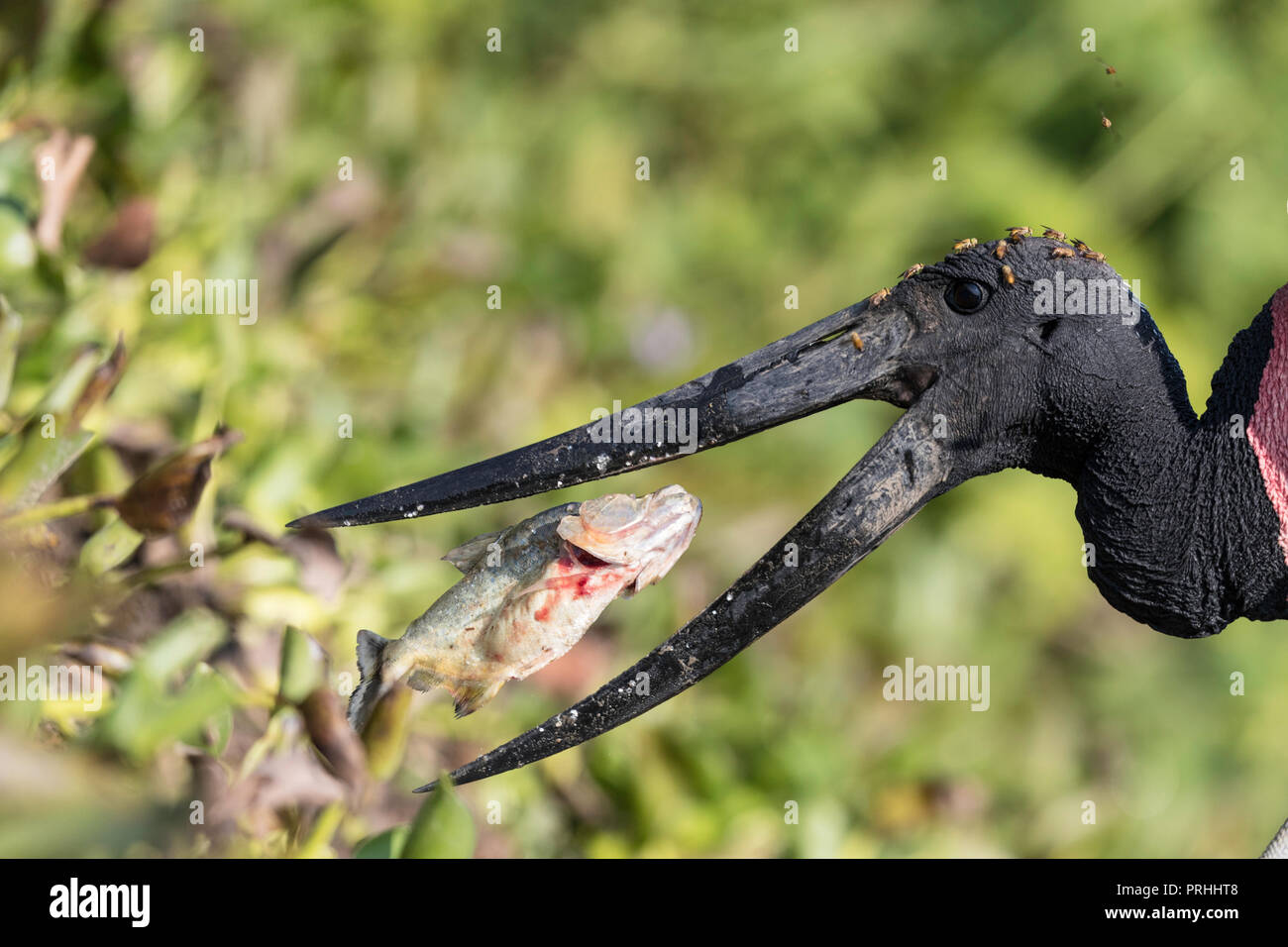 Close up d'un Jabiru mycteria Jabiru (), manger un piranha à Pousado Rio Claro, Mato Grosso, Brésil. Banque D'Images