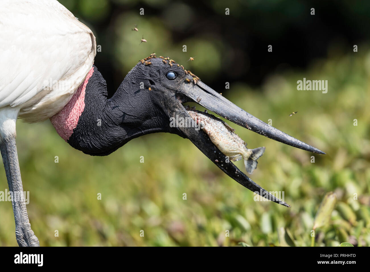 Un adulte, Jabiru mycteria Jabiru, manger un piranha à Pousado Rio Claro, Mato Grosso, Brésil. Banque D'Images