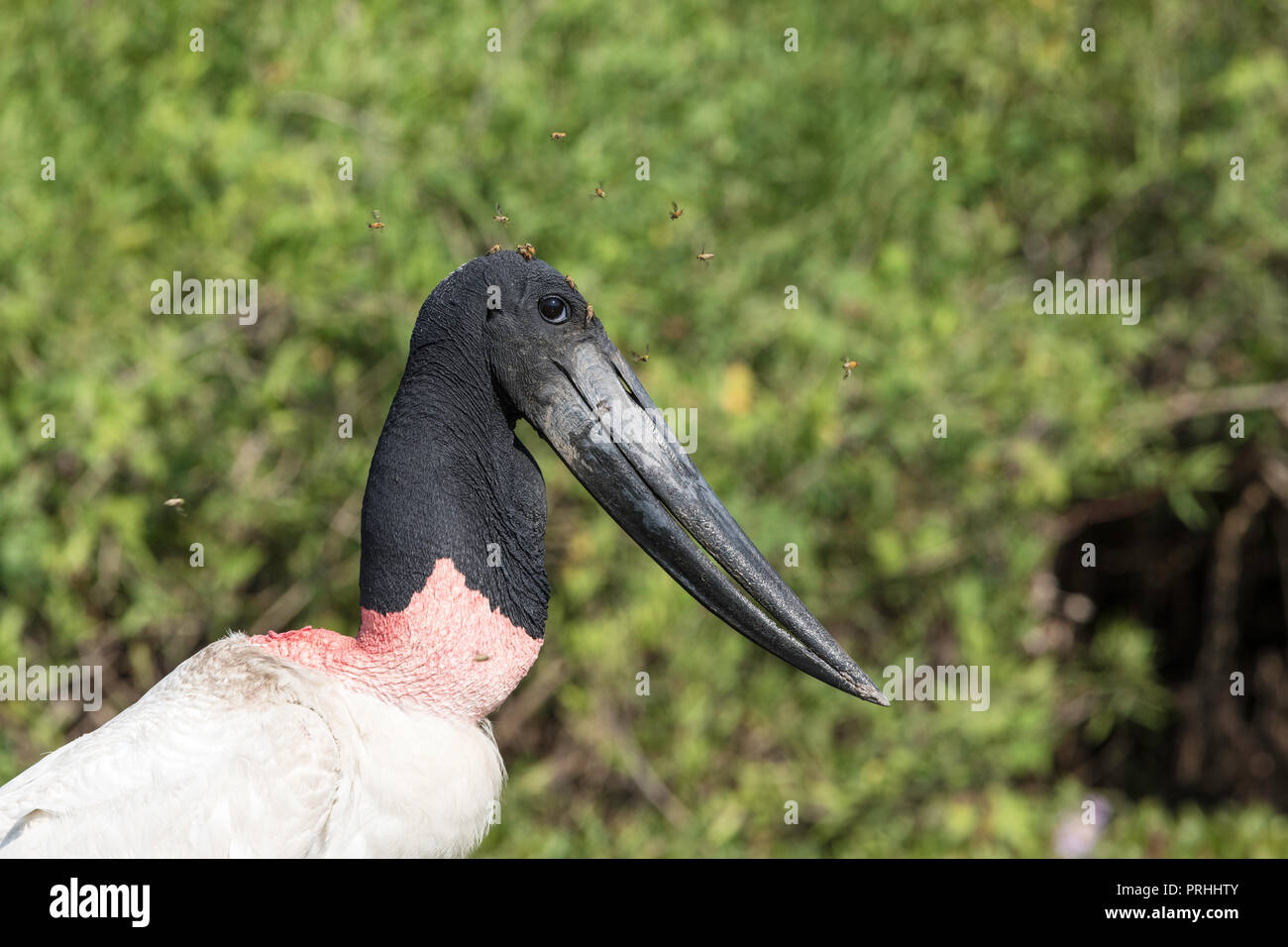Un adulte, Jabiru mycteria Jabiru, pêche à Pousado Rio Claro, Mato Grosso, Brésil. Banque D'Images