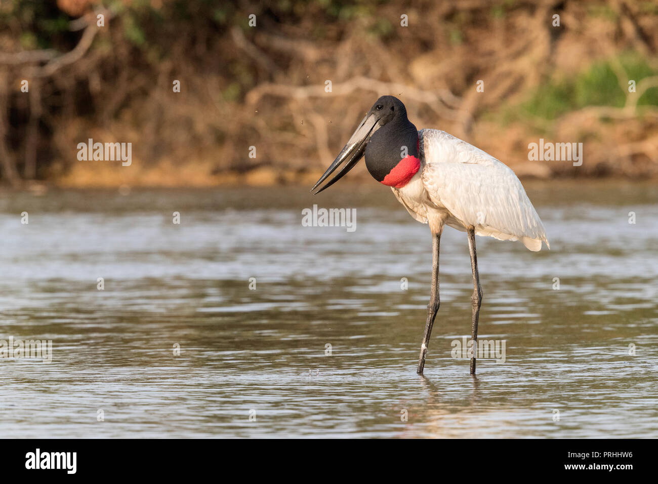 Un adulte, Jabiru mycteria Jabiru, Porto Jofre, Pantanal, Mato Grosso, Brésil. Banque D'Images