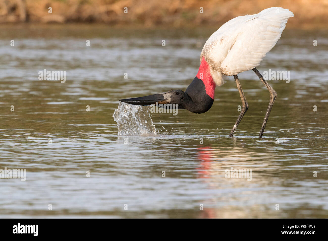 Un adulte prenant un verre, Jabiru mycteria Jabiru, Porto Jofre, Pantanal, Mato Grosso, Brésil. Banque D'Images