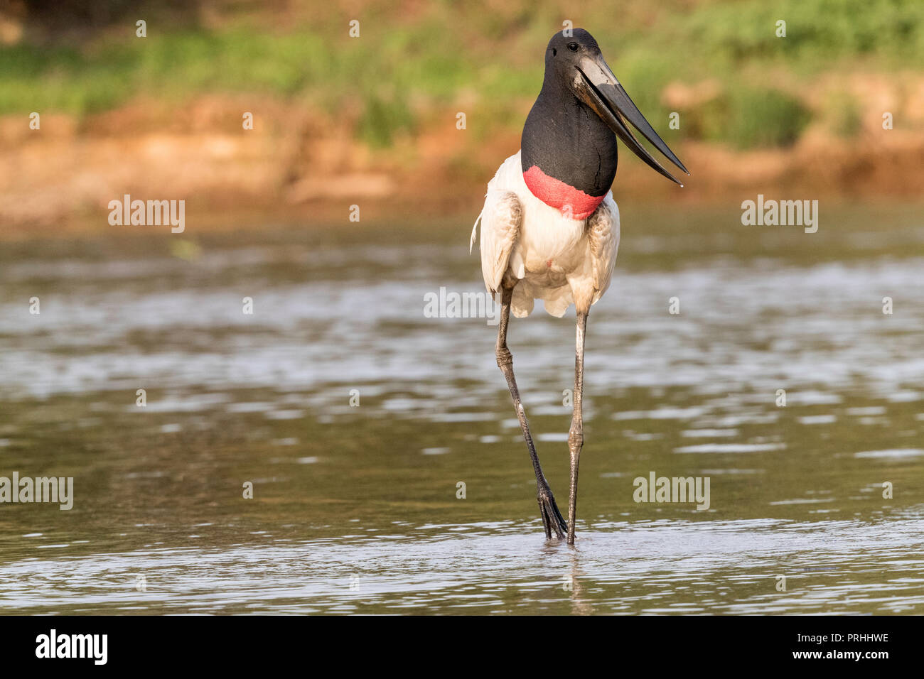 Un adulte, Jabiru mycteria Jabiru, Porto Jofre, Pantanal, Mato Grosso, Brésil. Banque D'Images