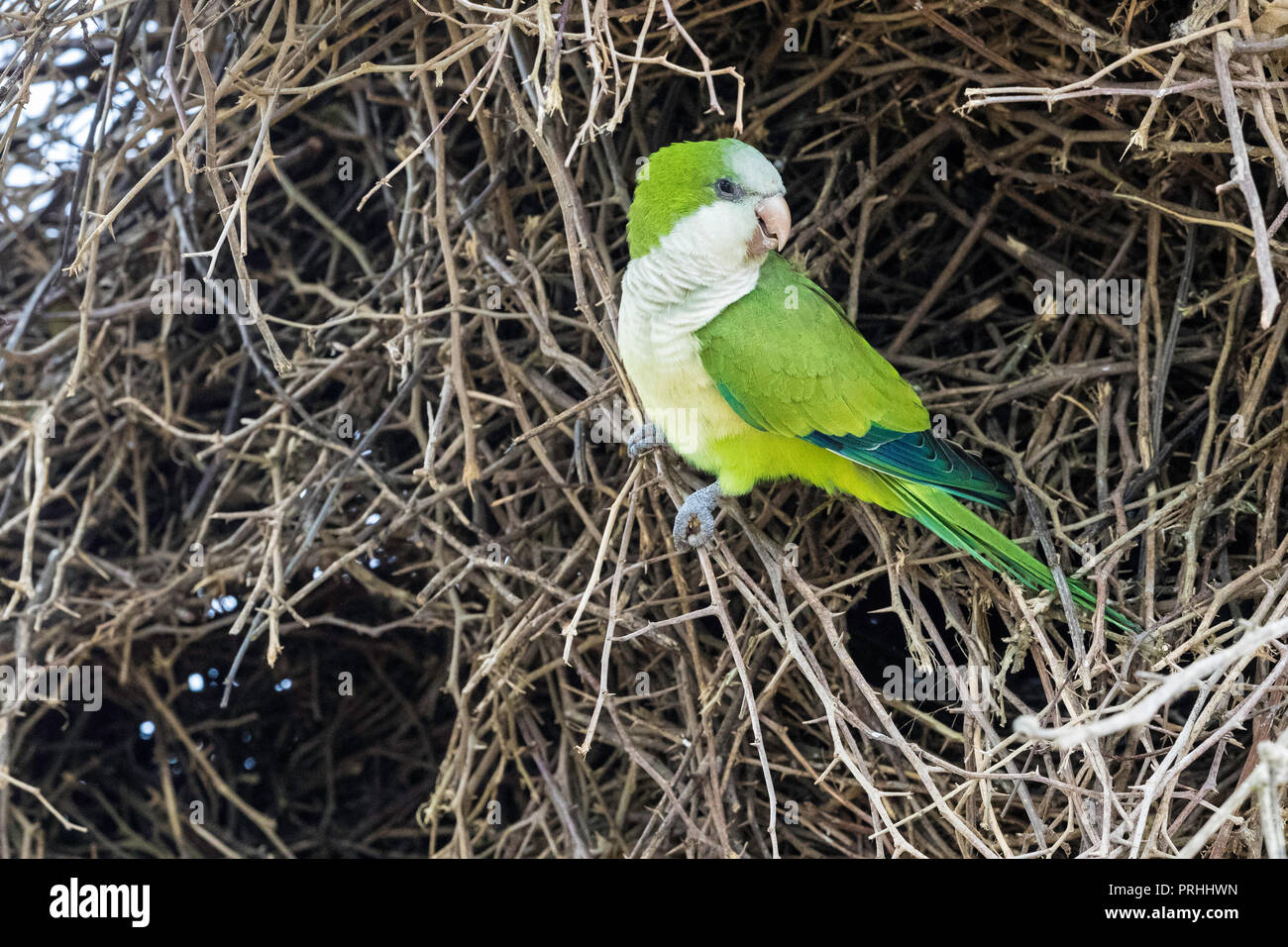 Une perruche moine adultes, Myiopsitta monachus, Pousado Alegre, Mato Grosso, Brésil. Banque D'Images