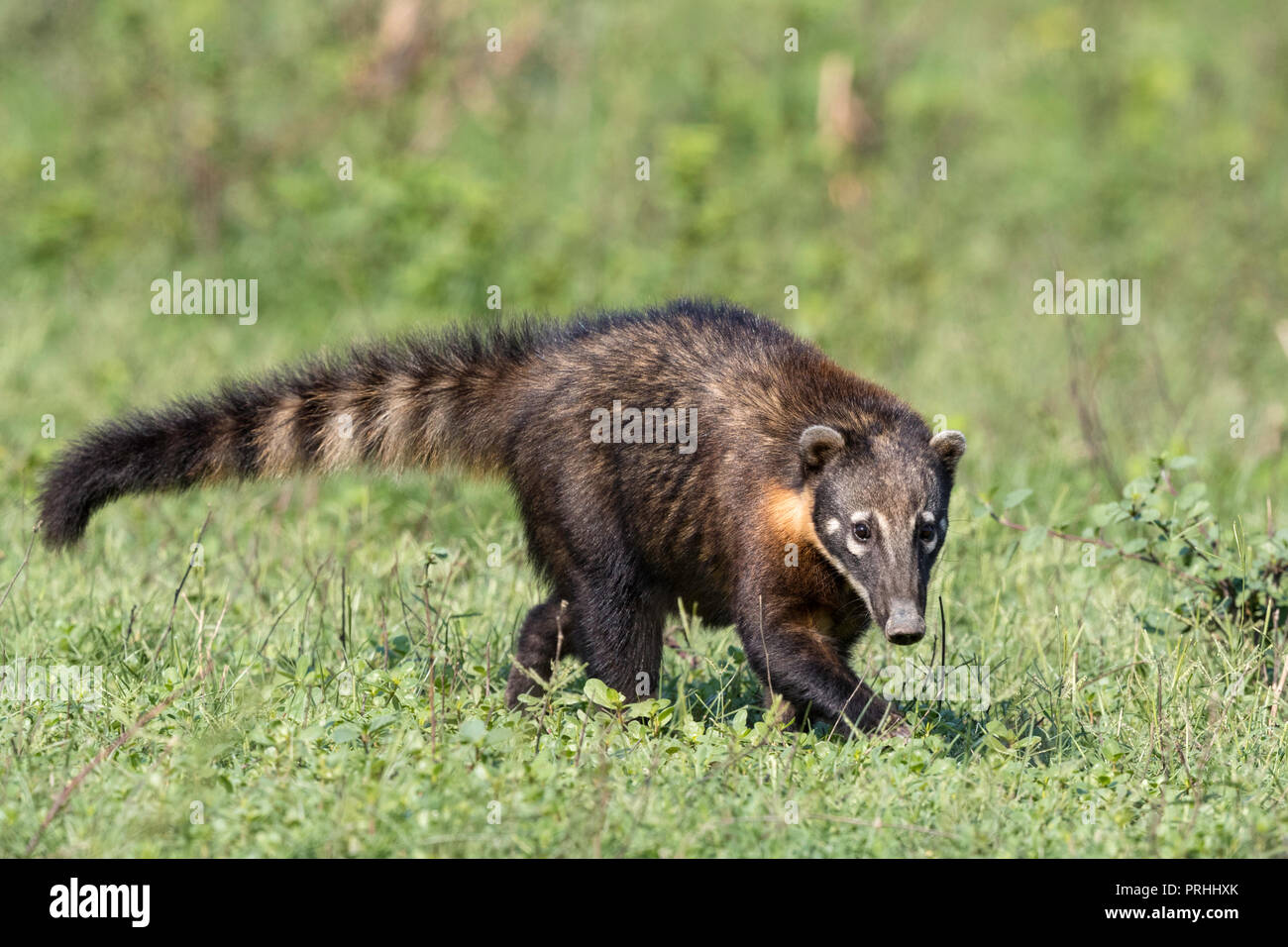 Un adulte américain du Sud, coati Nasua nasua, Fazenda Pouso Alegre, Mato Grosso, Brésil. Banque D'Images