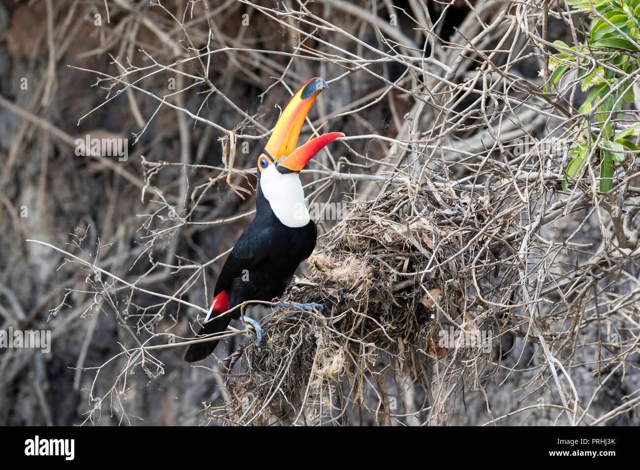 Toucan Toco (Ramphastos toco), piller un nid près de Porto Jofre, Mato Grosso, Brésil. Banque D'Images