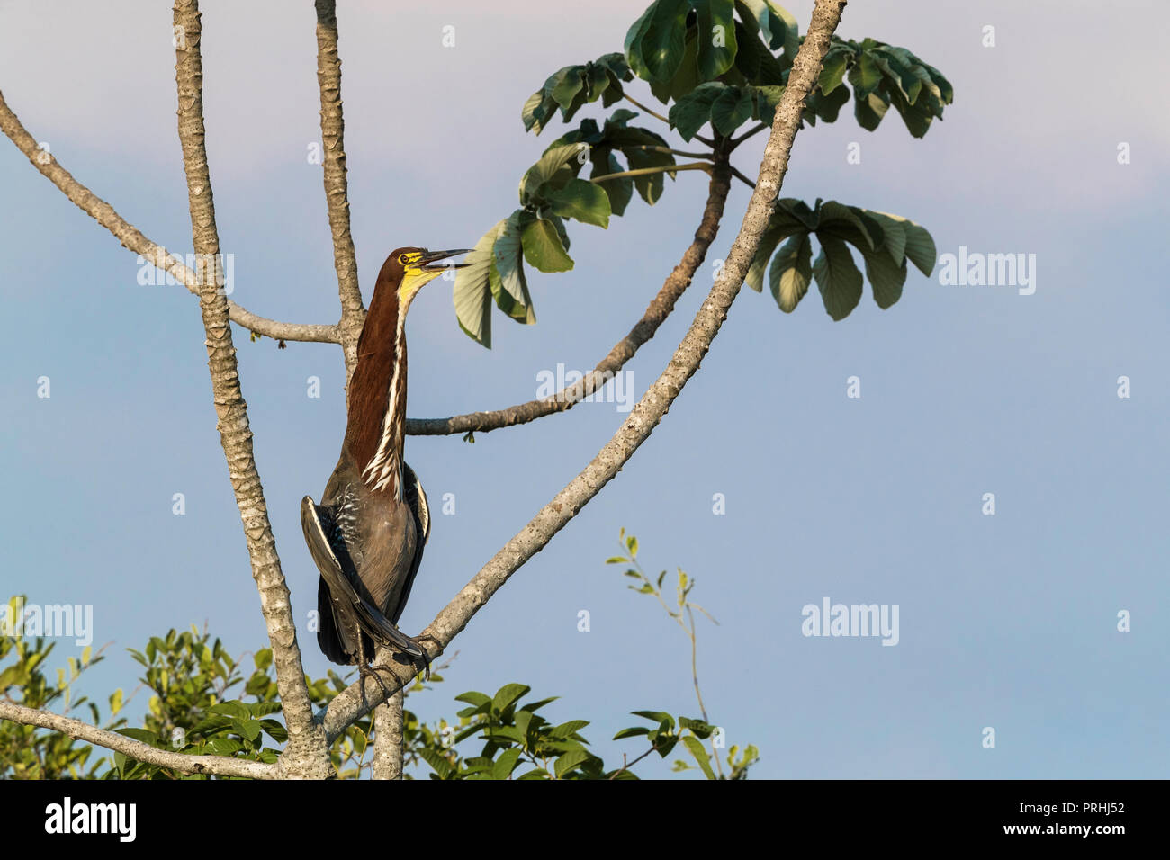 Un adulte rufescent tiger heron, Tigrisoma lineatum, Pousado Rio Claro, Mato Grosso, Brésil. Banque D'Images