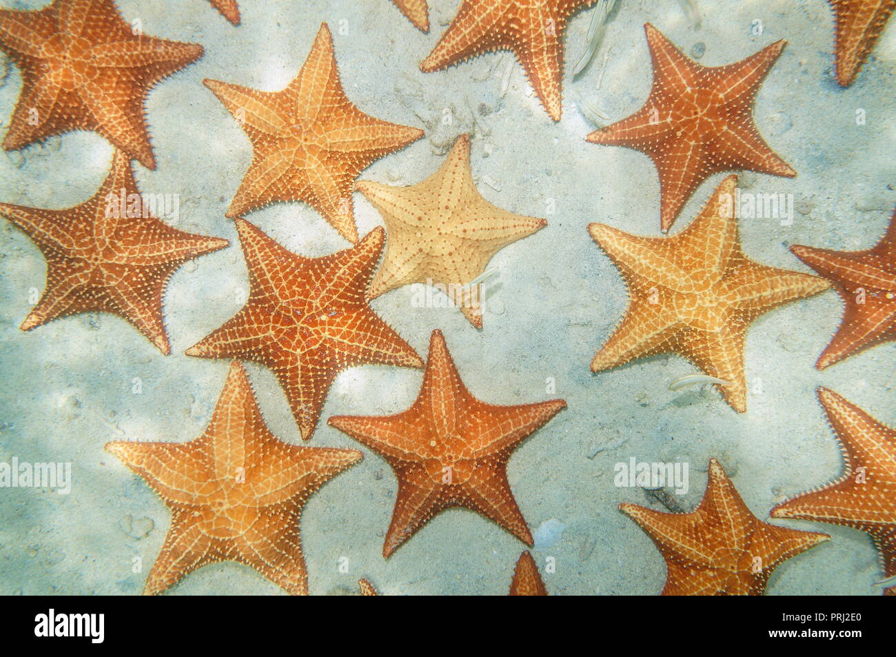 Au-dessus de nombreuses étoiles de mer Oreaster reticulatus sous l'eau sur une plage de fonds marins dans la mer des Caraïbes Banque D'Images