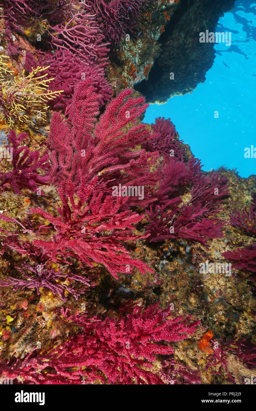 Violescent-mer coraux mous, gorgones fouet Paramuricea clavata, Fonds sous-marins dans la mer Méditerranée, Cap de Creus, Costa Brava, Espagne Banque D'Images