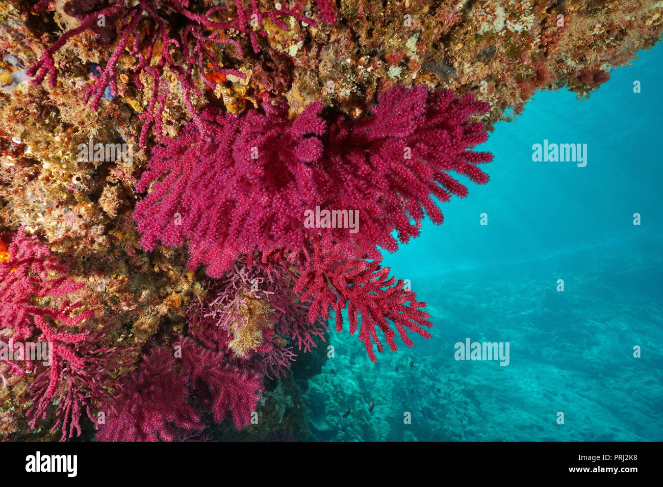 Violescent gorgones Paramuricea clavata whip-mer sous l'eau dans la mer Méditerranée, Cap de Creus, Costa Brava, Espagne Banque D'Images