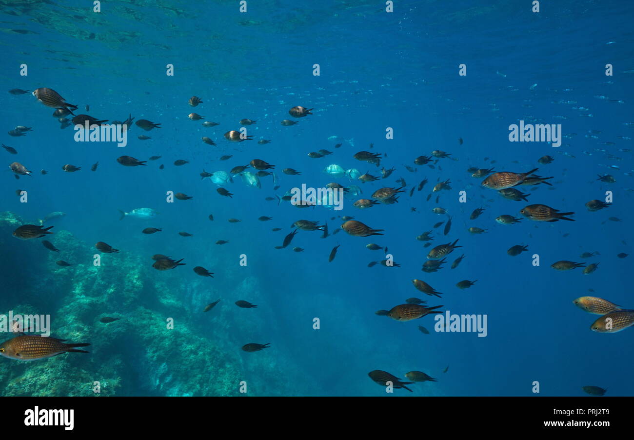 Une école sous-marine de la mer Méditerranée de poissons (Dorades de mer avec demoiselle et atherina), France Banque D'Images