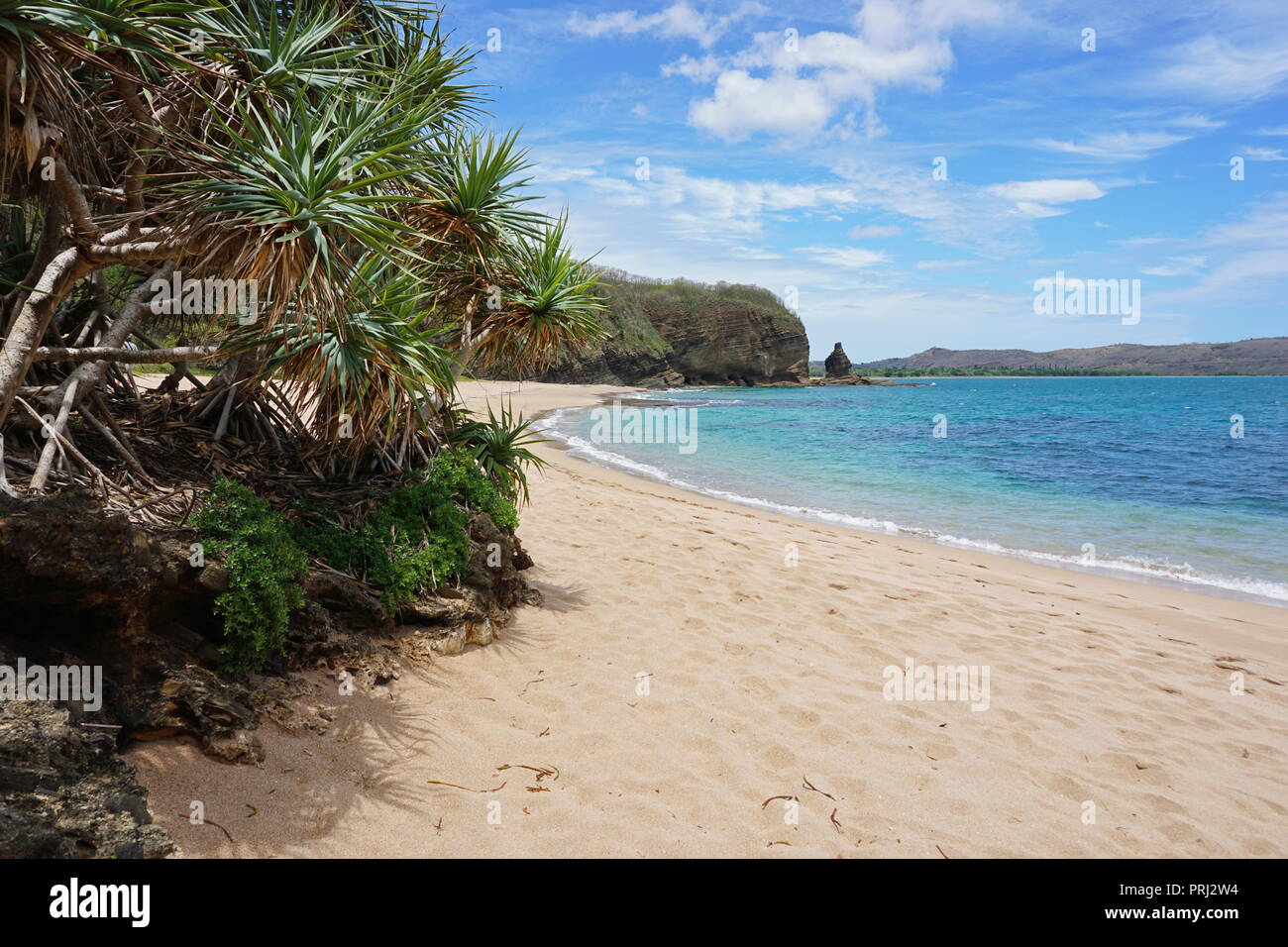 Pandanus sur la plage port en Nouvelle Calédonie, Bourail, la Grande Terre, du Pacifique Sud, l'Océanie Banque D'Images