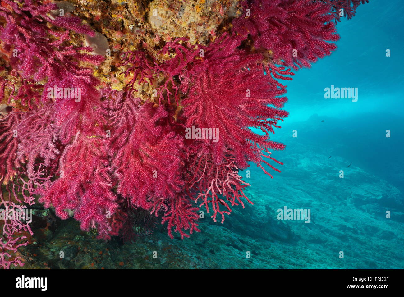 Red gorgones Paramuricea clavata sous l'eau dans la mer Méditerranée, Cap de Creus, Costa Brava, Espagne Banque D'Images