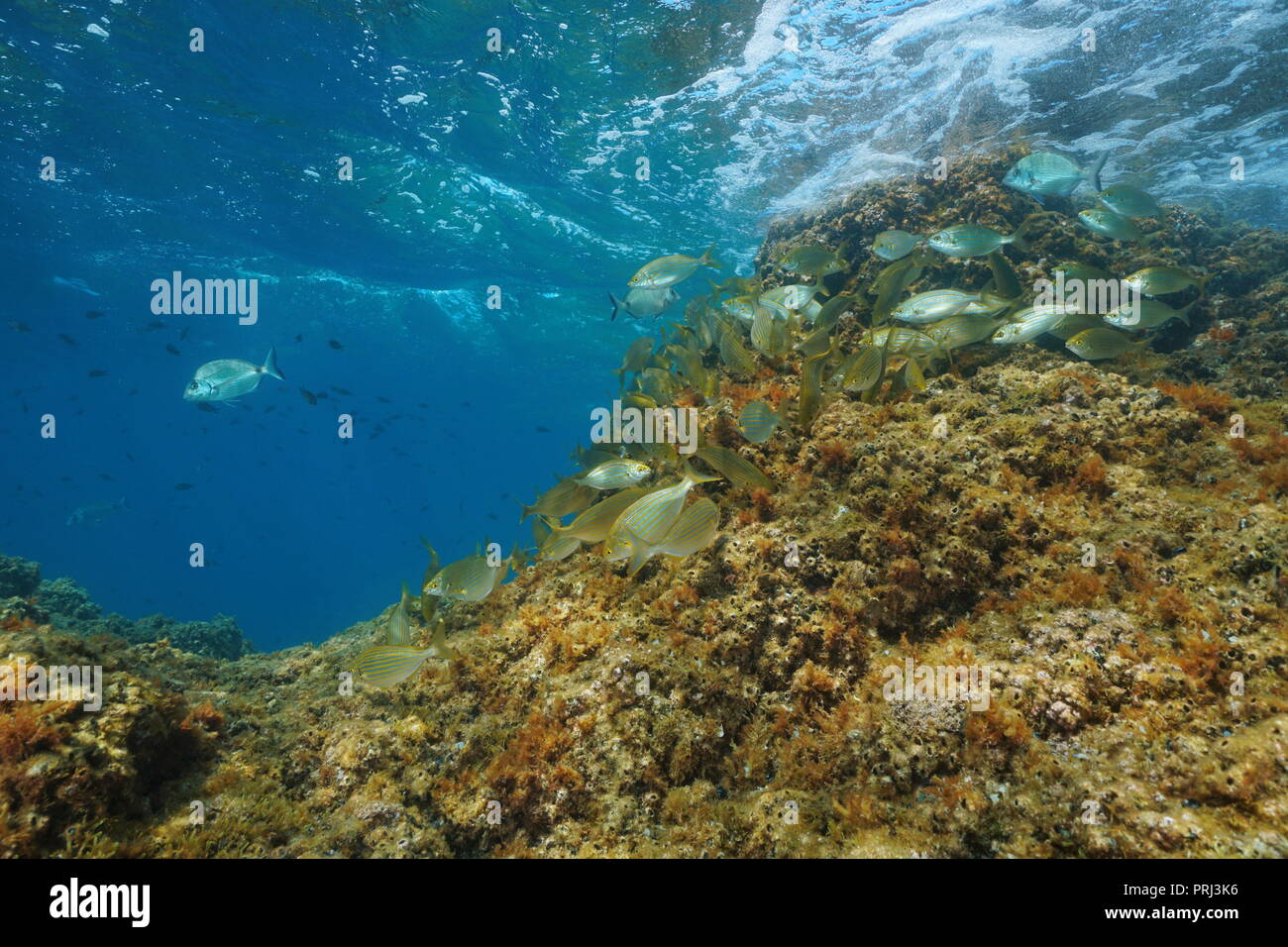 Un banc de poissons sous l'eau (dreamfish Sarpa salpa) se nourrissant de roche en dessous la surface de l'eau, mer Méditerranée, Pyrénées-Orientales, Roussillon, France Banque D'Images