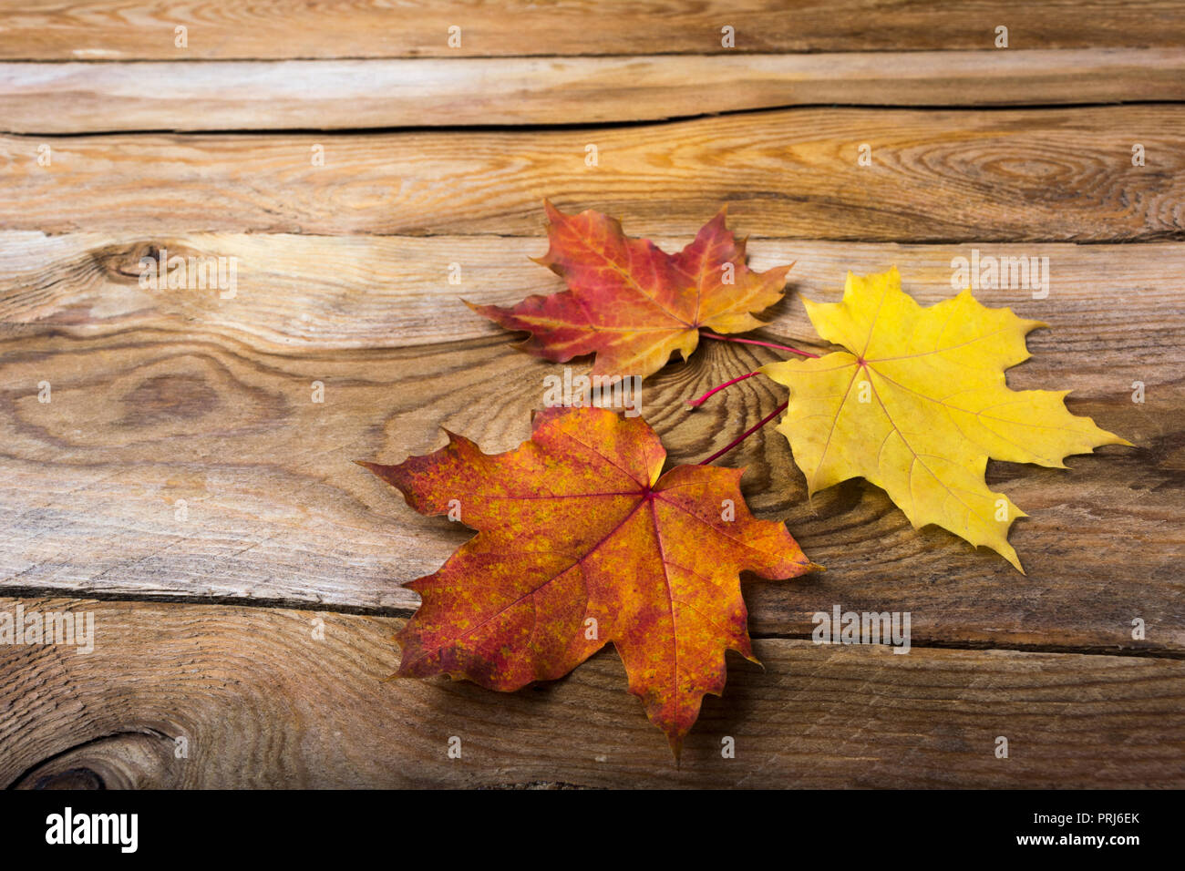 Joyeux Thanksgiving greeting fond avec symbole d'automne feuilles d'érable jaune et orange, copy space Banque D'Images