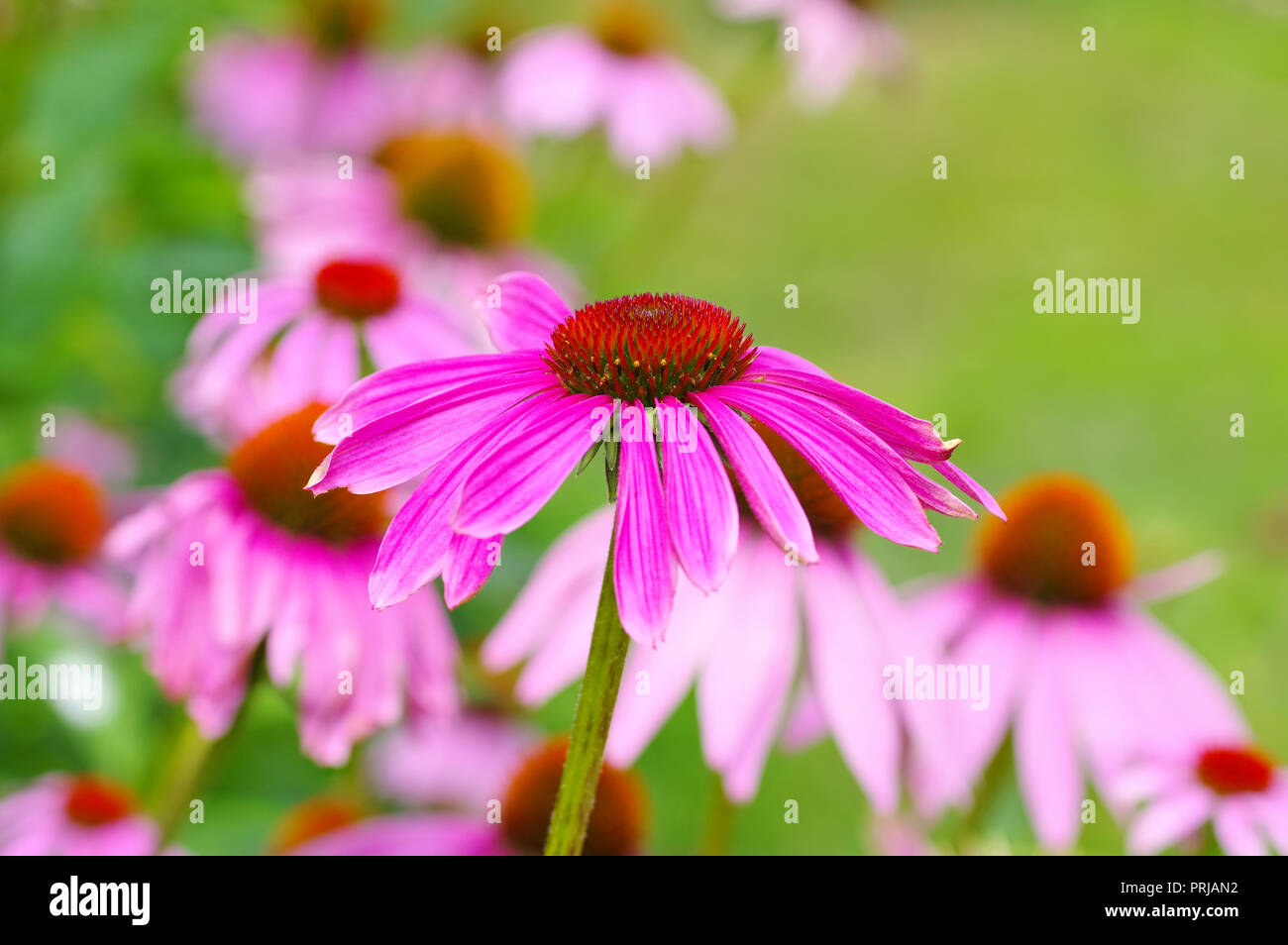 Echinacea purpurea Échinacée pourpre, rose, fleur d'été de nice Banque D'Images