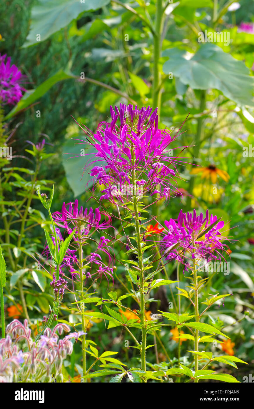 Fleur ou plante araignée araignée Cleome spinosa en été, Banque D'Images