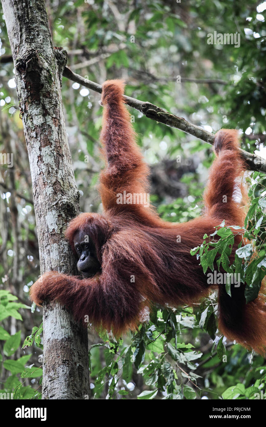 Orangutan dans l'arbre au parc national de Gunung Leuser à Sumatra, en Indonésie Banque D'Images