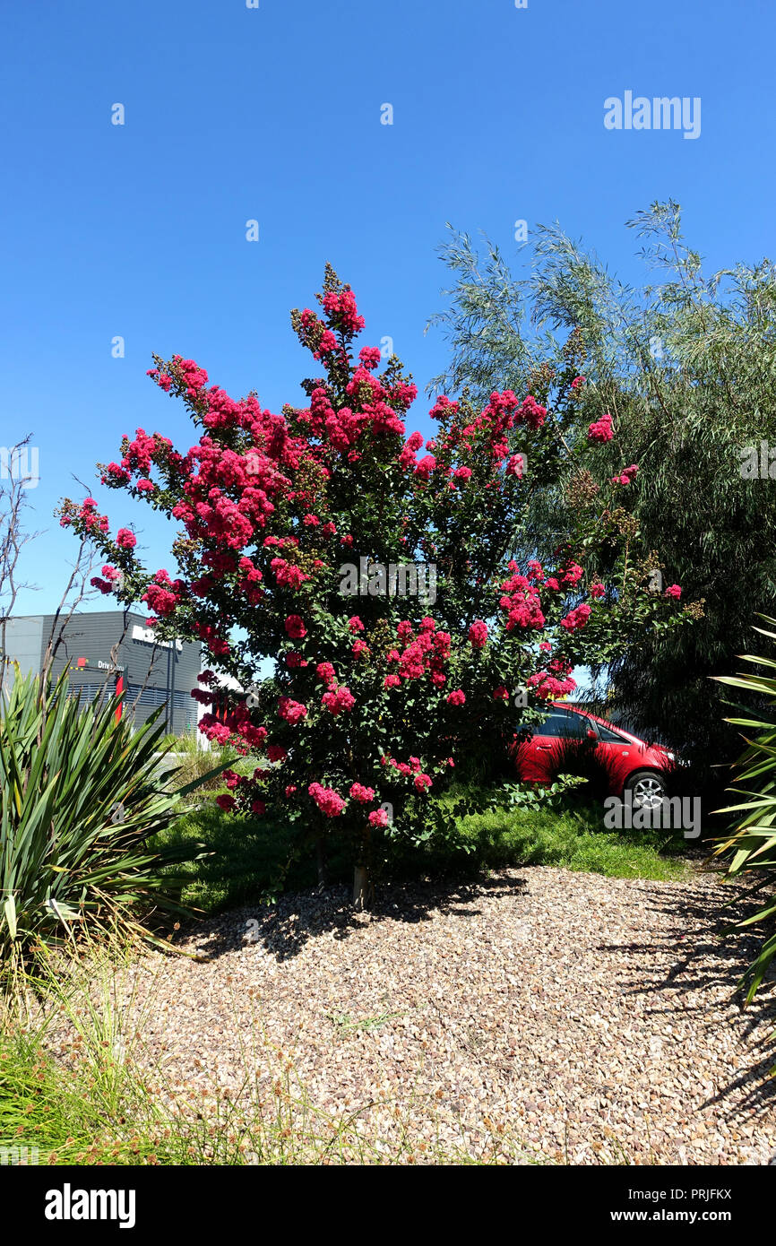 Lagerstroemia ou communément appelé crape myrtle myrtle crepe ou contre le ciel bleu Banque D'Images