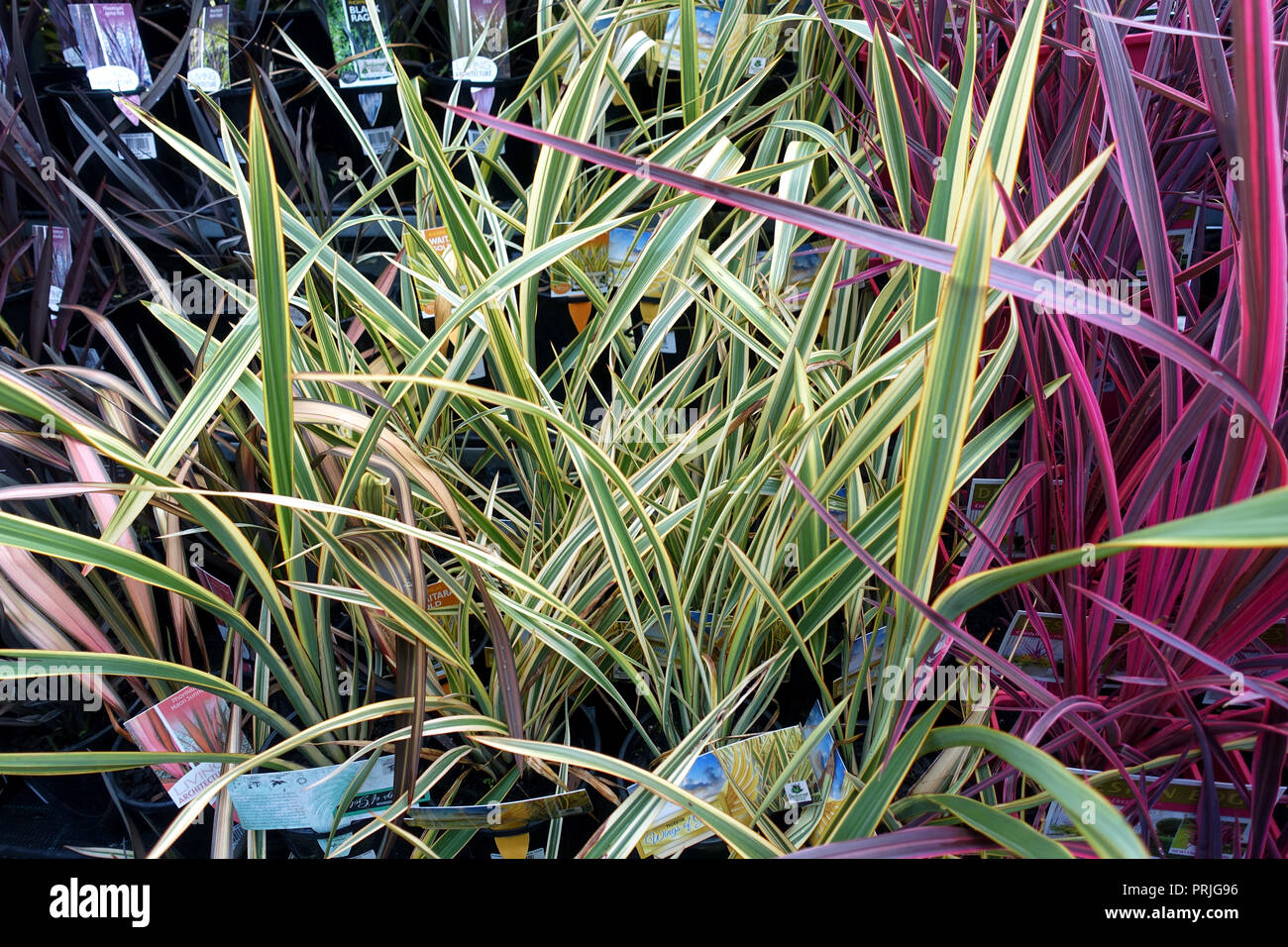 Phormium Ailes de l'Or et Rose électrique Cordyline Banque D'Images