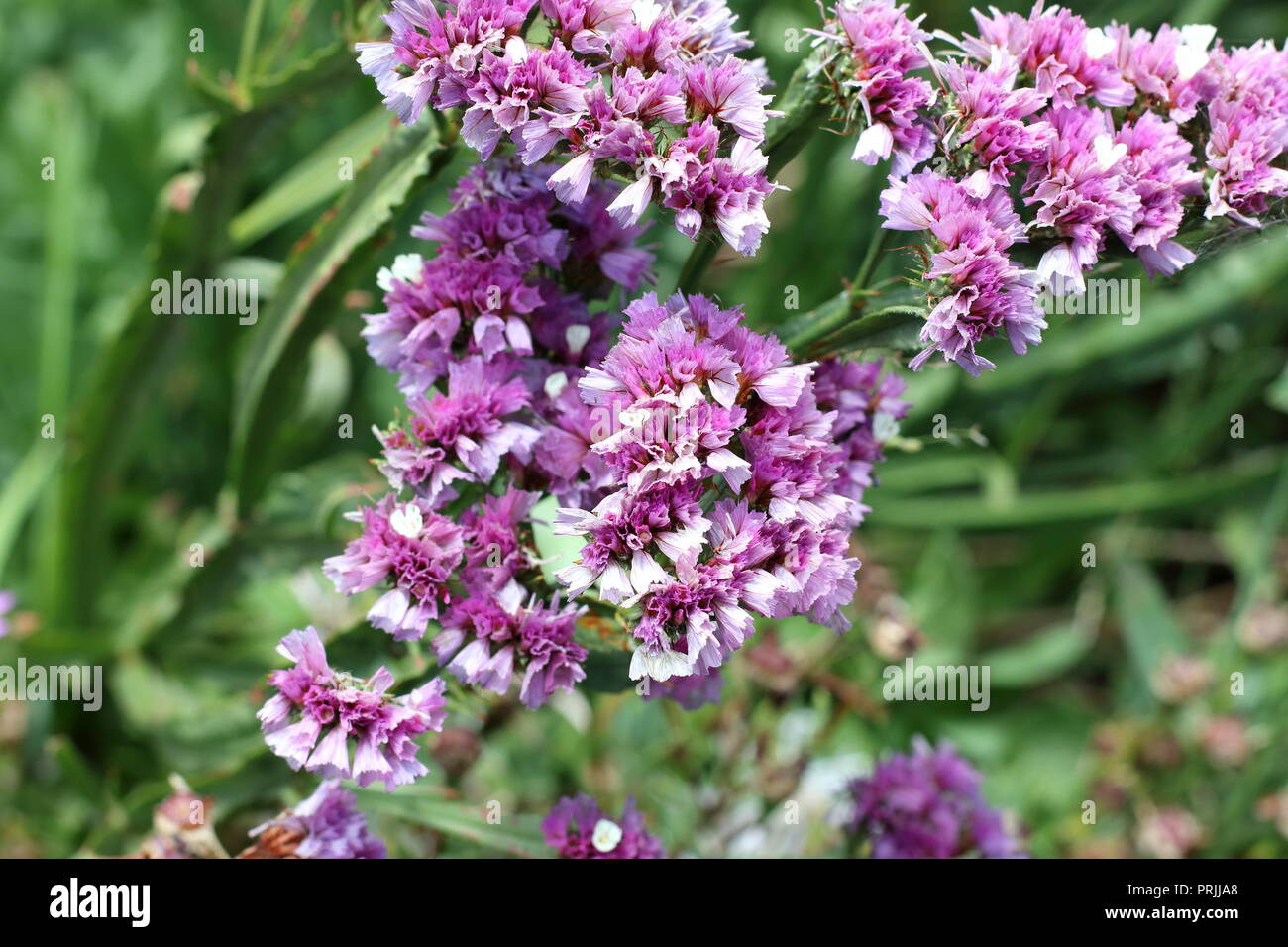 Statice fleurs ou également connu sous le nom de Limonium sinuatum, lavande de mer, feuilles de romarin, encoche marais mer rose, lavande wavyleaf Banque D'Images Statice fleurs ou également connu sous le nom de Limonium sinuatum, lavande de mer, feuilles de romarin, encoche marais mer rose, lavande wavyleaf Banque D'Images