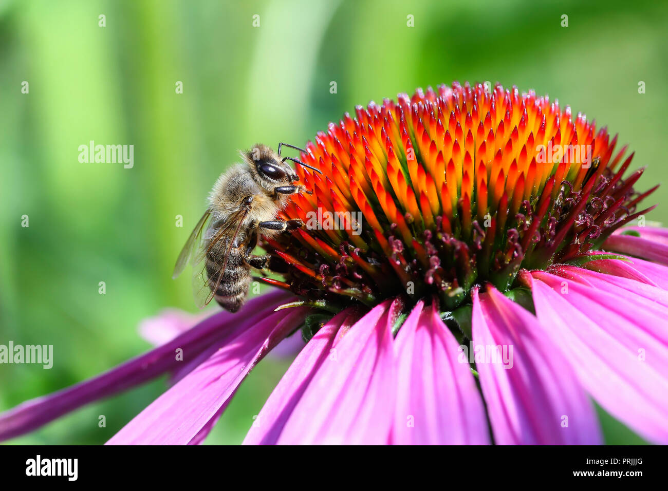 Ouest de l'abeille domestique (Apis mellifera) om blossom de l'échinacée (Echinacea purpurea), Bavière, Allemagne Banque D'Images