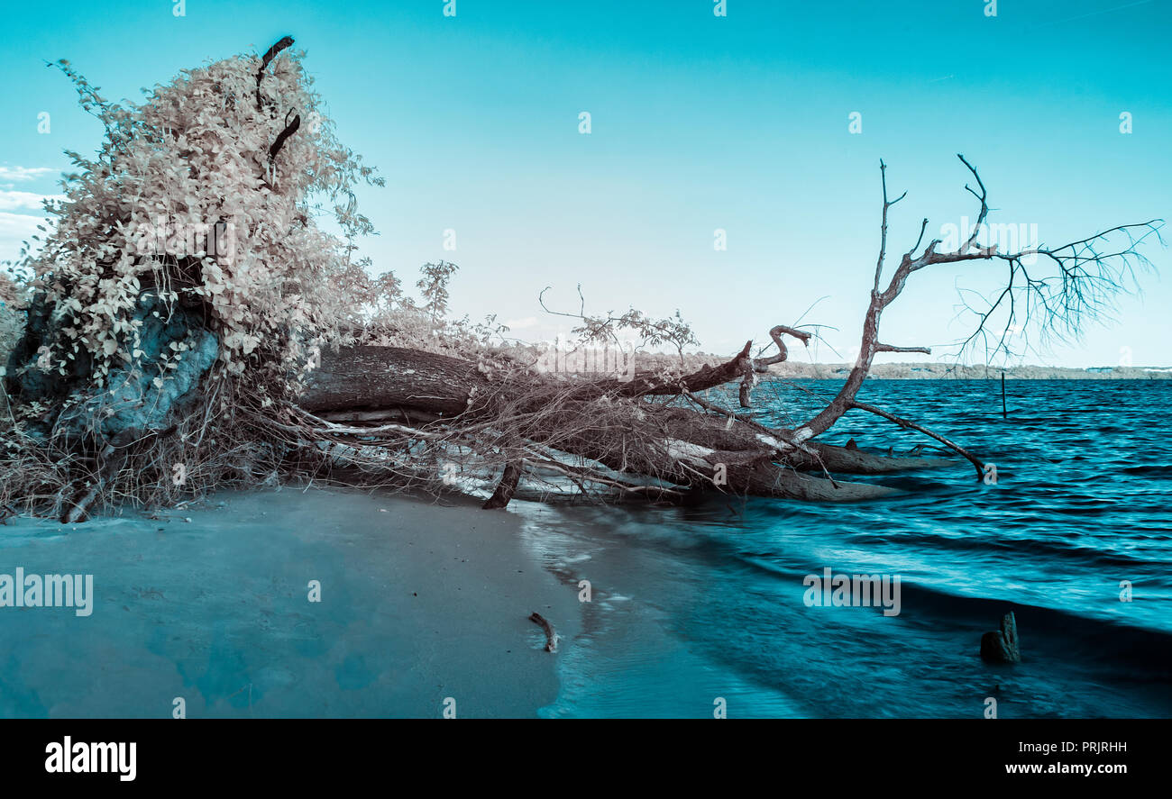 Un arbre déraciné se trouve dans la James River, près de Williamsburg Virginia photographié dans l'infrarouge produisant des couleurs inhabituelles Banque D'Images